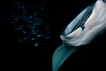 Mantas and fish share a dinner of plankton. D-100 by Andy Lerner 